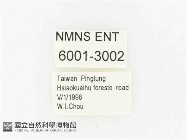 血紅虎斑花金龜藏品圖，第2張