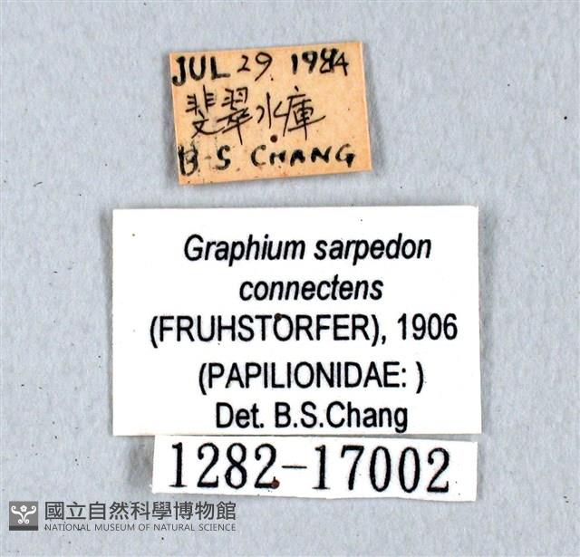 青帶鳳蝶藏品圖，第3張