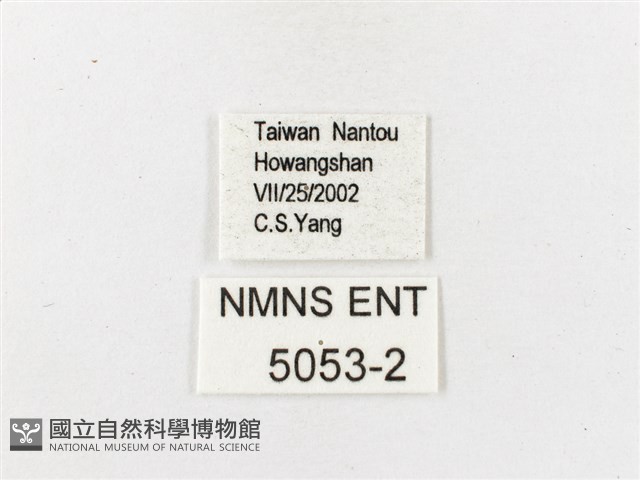 大藏波眼蝶藏品圖，第3張