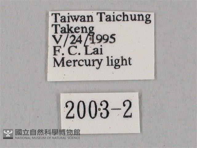 白點天蛾 藏品圖，第3張