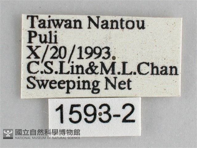森林暮眼蝶、黑樹蔭蝶藏品圖，第3張
