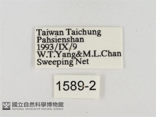 白裙弄蝶藏品圖，第3張