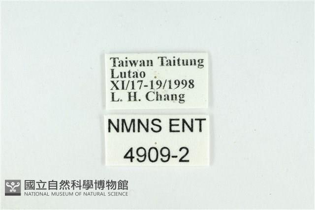 折列藍灰蝶沖繩亞種藏品圖，第3張