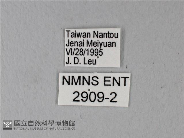 異粉蝶、雌白黃蝶藏品圖，第3張