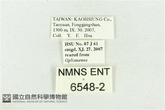 文龍波眼蝶藏品圖，第3張