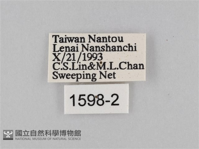 豆環蛺蝶藏品圖，第3張