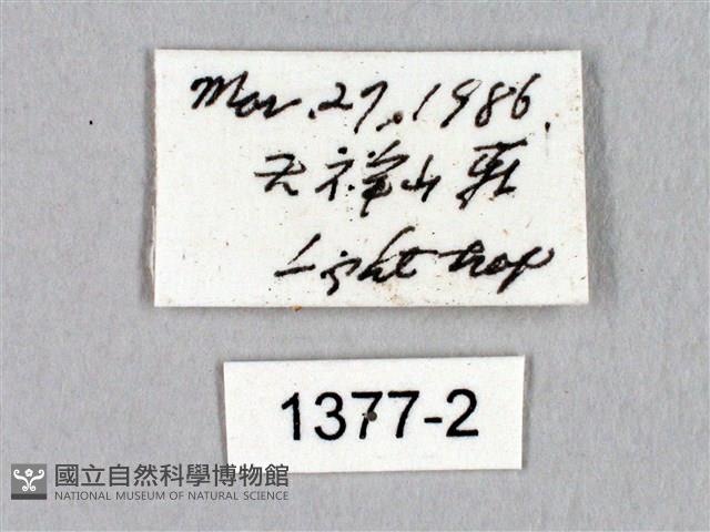 蓬萊灰紋帶蛾藏品圖，第3張