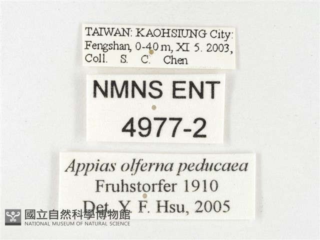 鑲邊尖粉蝶藏品圖，第3張
