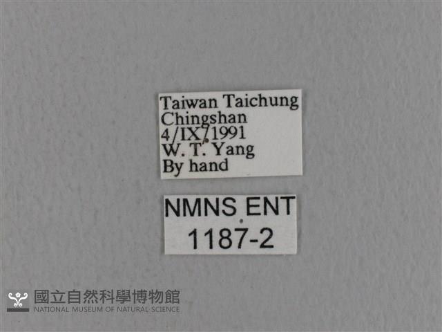 青枯葉蛾藏品圖，第3張