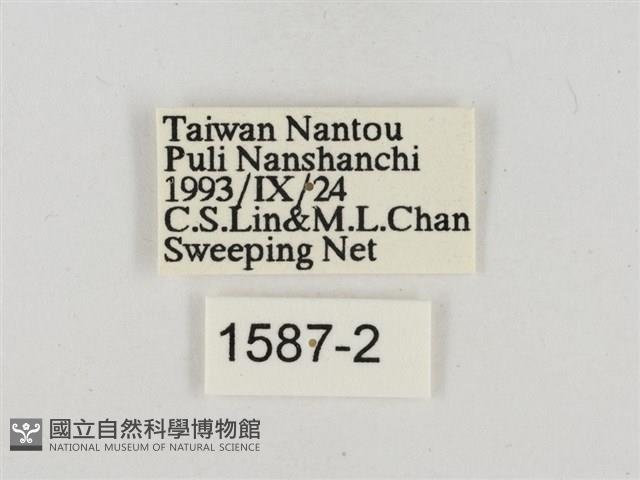 淡褐脈粉蝶藏品圖，第3張