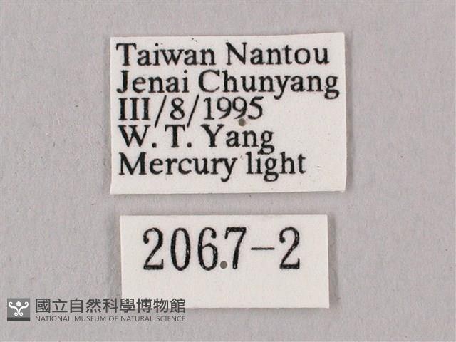 桃紅六點天蛾藏品圖，第3張