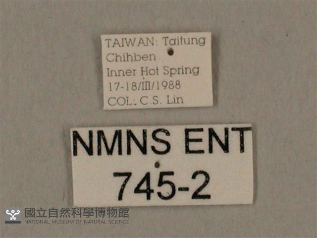 棕綠背線天蛾藏品圖，第3張