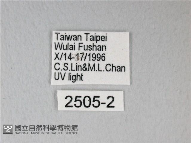 臺灣卵翅蛾藏品圖，第3張