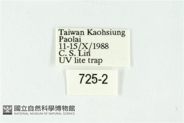 掌夜蛾屬藏品圖，第3張