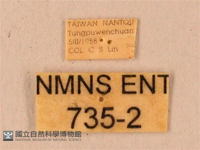 臺灣鋸翅天蛾藏品圖，第3張