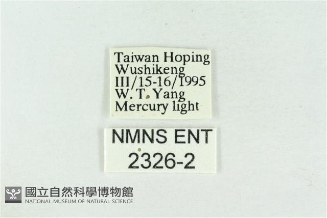 帶波紋蛾藏品圖，第3張