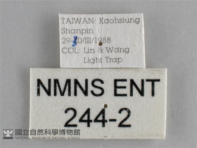 鱗紋眼蛺蝶藏品圖，第3張