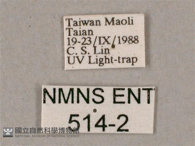 榆綠天蛾藏品圖，第3張