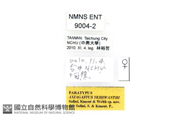二星白箭牙蝽藏品圖，第2張