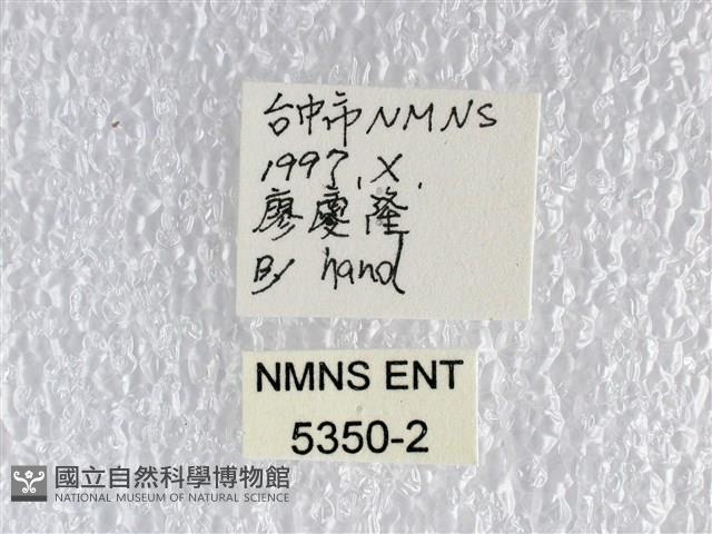 翠斑青鳳蝶藏品圖，第3張