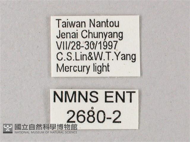 藏斜紋天蛾藏品圖，第3張