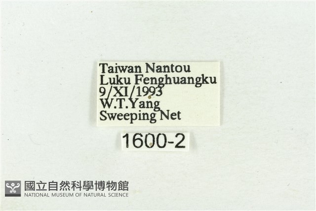 深山黛眼蝶藏品圖，第3張