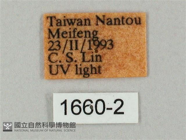 井上氏絨毛天蛾藏品圖，第3張