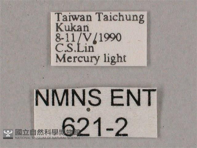 榆綠天蛾藏品圖，第3張