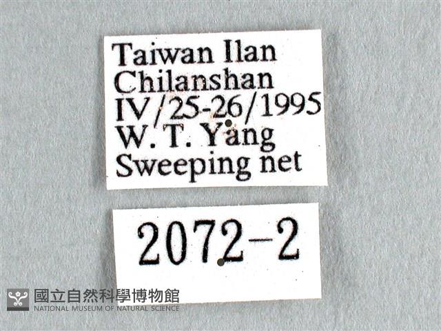 劍鳳蝶藏品圖，第3張