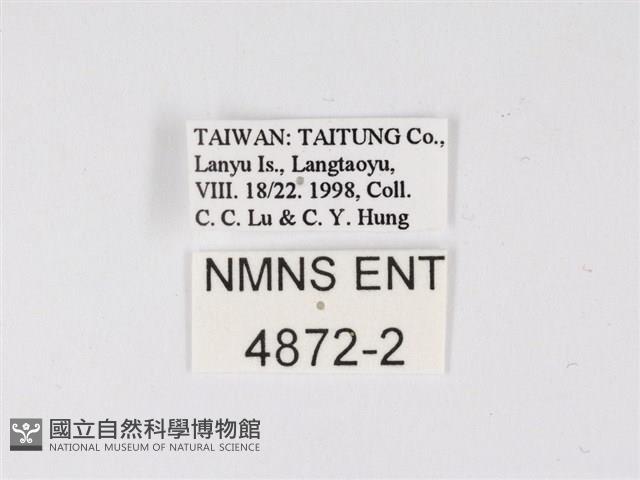 曲波紋灰蝶藏品圖，第3張
