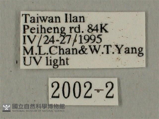 全緣缺角天蛾藏品圖，第3張