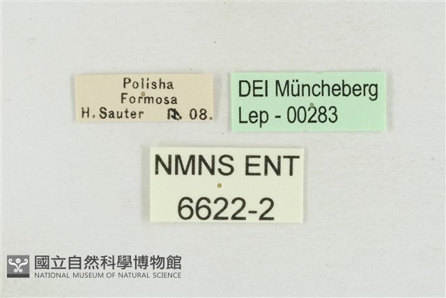 帝王斑蝶藏品圖，第3張