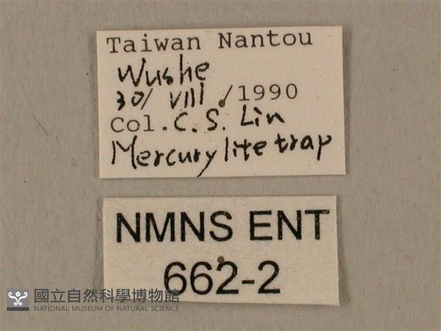 蝦殼天蛾藏品圖，第3張