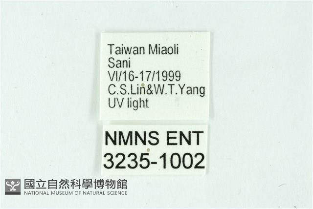 三條橙燈蛾藏品圖，第3張