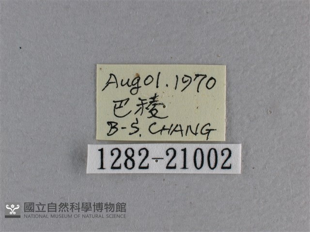 黃星弄蝶藏品圖，第3張