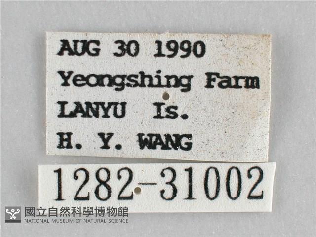 霜天蛾藏品圖，第3張