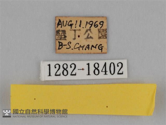 亮色黃蝶藏品圖，第3張