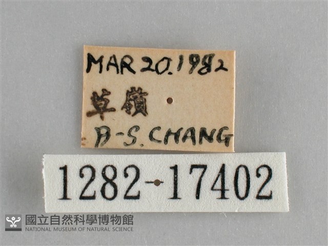 眼蛺蝶、孔雀蛺蝶藏品圖，第3張