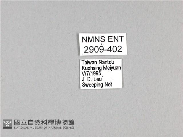 劍鳳蝶藏品圖，第3張