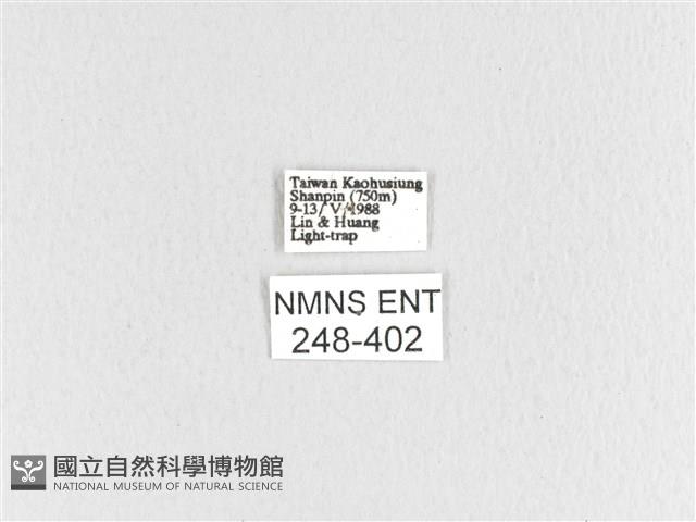 大斑Y毛蟲藏品圖，第3張