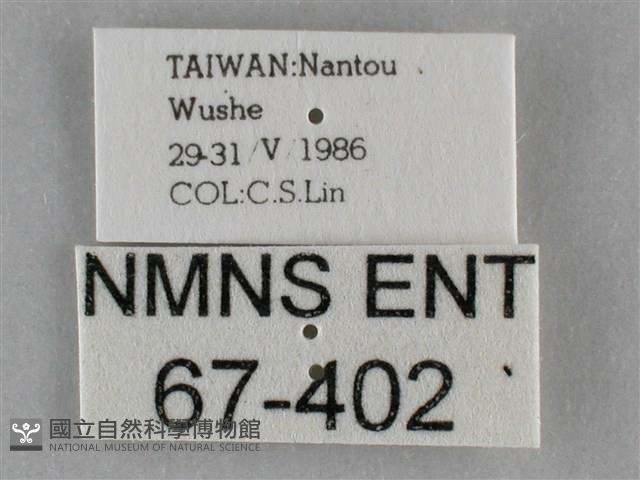 扭擬燈蛾藏品圖，第3張