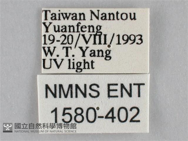 雙峰霜尺蛾藏品圖，第3張