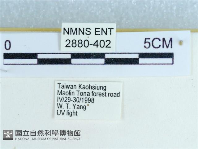 粉蝶燈蛾藏品圖，第3張