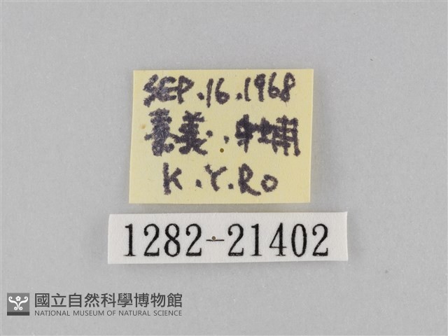 小波眼蝶藏品圖，第3張