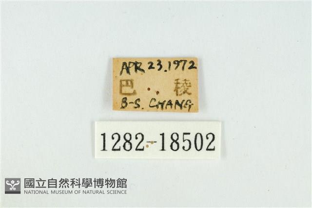渡氏烏灰蝶藏品圖，第3張