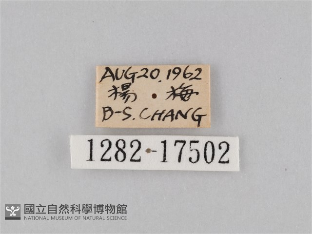 豆環蛺蝶藏品圖，第3張