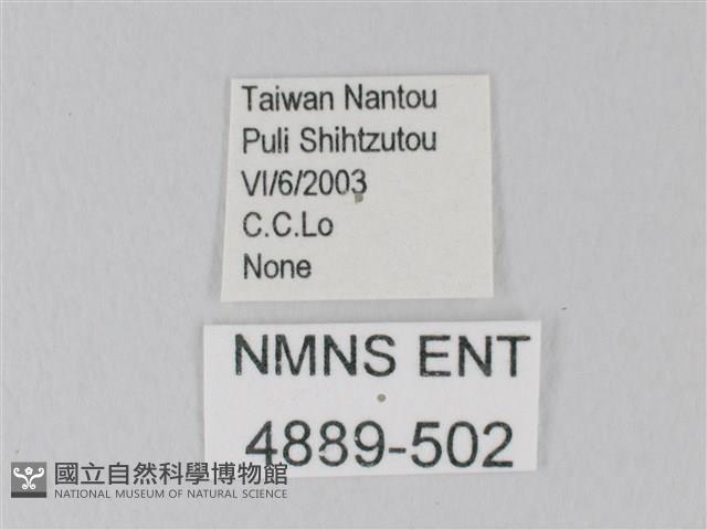 日本紫灰蝶藏品圖，第3張