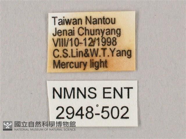 栗六點天蛾藏品圖，第3張