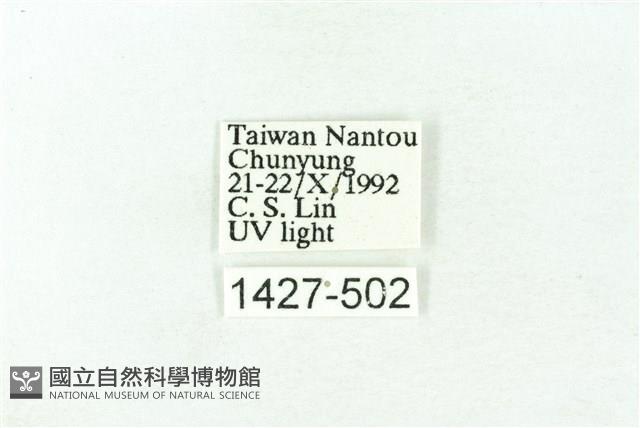 臺雪苔蛾藏品圖，第3張