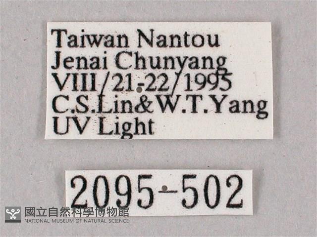 榆綠天蛾藏品圖，第3張